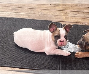 French Bulldog Puppy for sale in SEBRING, FL, USA