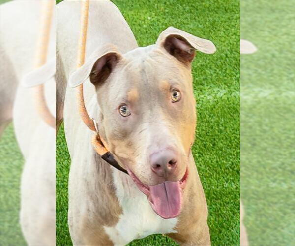 Medium Photo #2 American Pit Bull Terrier Puppy For Sale in Sanford, FL, USA