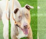 Small #1 American Pit Bull Terrier