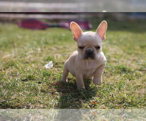 Medium Photo #6 French Bulldog Puppy For Sale in MEDINA, OH, USA