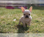 Small Photo #6 French Bulldog Puppy For Sale in MEDINA, OH, USA