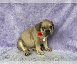 French Bulldog Puppy for sale in LANCASTER, PA, USA