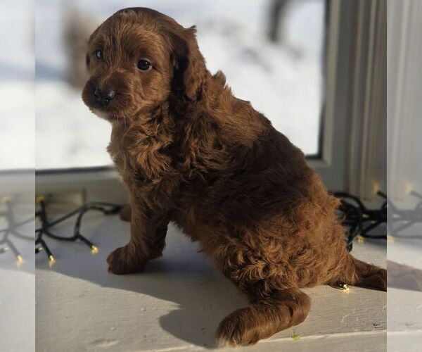 Medium Photo #2 Irish Doodle (Miniature) Puppy For Sale in NEW HOLLAND, PA, USA