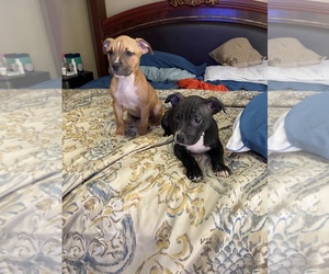 American Pit Bull Terrier Puppy for Sale in HOUSTON, Texas USA