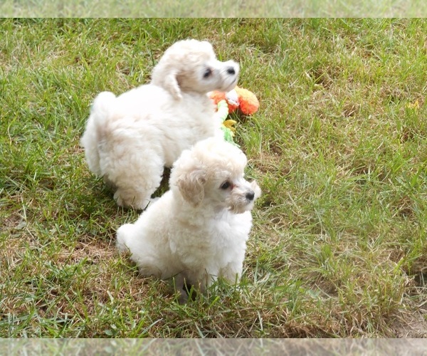 View Ad Poodle (Toy) Puppy for Sale near Indiana