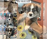 Puppy Blue Merle 1 Miniature Australian Shepherd