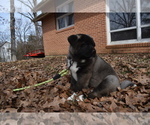 Small Photo #16 Akita Puppy For Sale in ROLLA, MO, USA