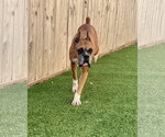 Small Boxer