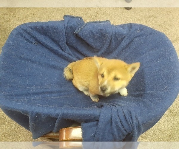 Medium Photo #6 Shiba Inu Puppy For Sale in CAMERON, MO, USA