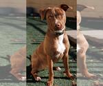 Small #8 American Pit Bull Terrier-Chihuahua Mix