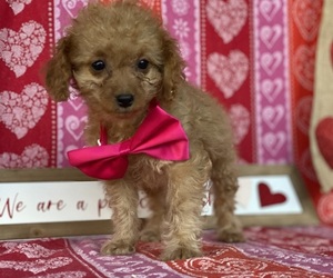 Cavapoo Puppy for sale in LANCASTER, PA, USA