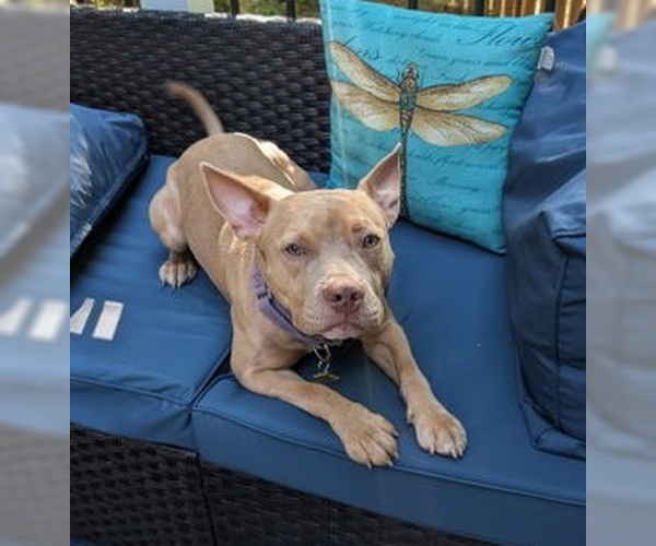 Medium Photo #6 American Staffordshire Terrier-Labrador Retriever Mix Puppy For Sale in Garner, NC, USA