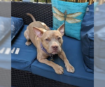 Small #5 American Staffordshire Terrier-Labrador Retriever Mix