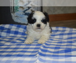 Small Photo #16 Shih Tzu-Zuchon Mix Puppy For Sale in GREENWOOD, WI, USA