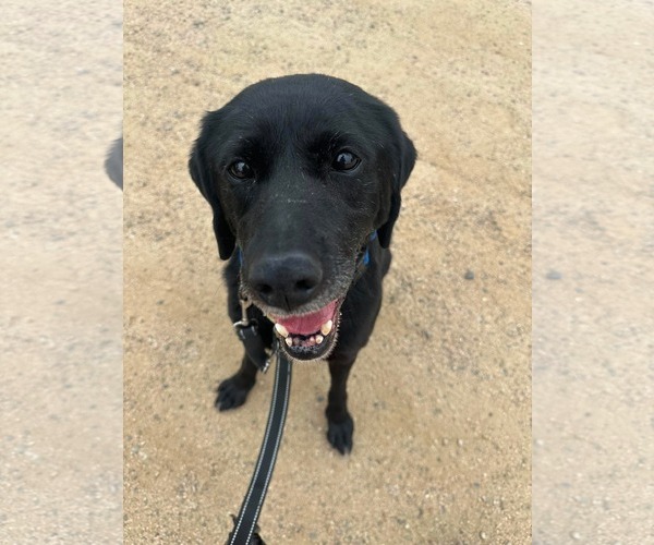 Medium Photo #9 Labrador Retriever-Unknown Mix Puppy For Sale in San Diego, CA, USA