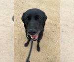 Small #8 Labrador Retriever Mix