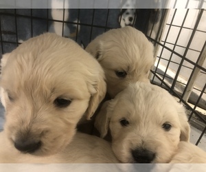 English Cream Golden Retriever Puppy for sale in BANNING, CA, USA