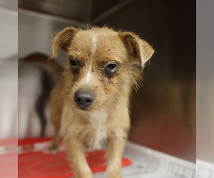 Mutt Dogs for adoption in San Antonio, TX, USA