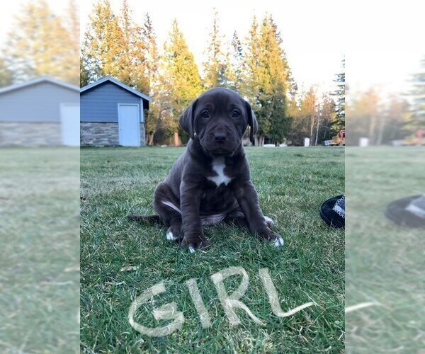 Medium Photo #7 American Bully-Labrador Retriever Mix Puppy For Sale in BLAINE, WA, USA