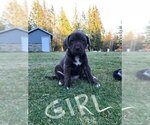Small Photo #7 American Bully-Labrador Retriever Mix Puppy For Sale in BLAINE, WA, USA