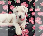 Small Photo #6 Dogo Argentino Puppy For Sale in QUARRYVILLE, PA, USA