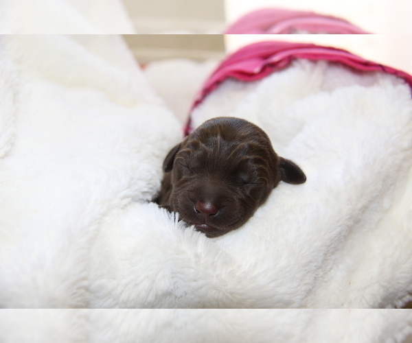 Medium Photo #6 Labrador Retriever Puppy For Sale in HYDE PARK, VT, USA