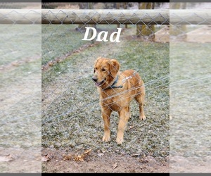 Father of the Golden Retriever puppies born on 05/20/2025