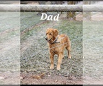 Small Photo #1 Golden Retriever Puppy For Sale in GREENWOOD, WI, USA
