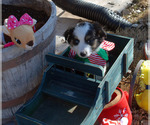 Small Photo #6 Miniature Australian Shepherd Puppy For Sale in WITTMANN, AZ, USA