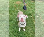Small #22 American Pit Bull Terrier Mix