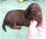 Small #4 Dachshund