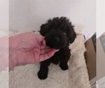 Small Photo #1 Cocker Spaniel-Poodle (Miniature) Mix Puppy For Sale in Bonifay, MO, USA