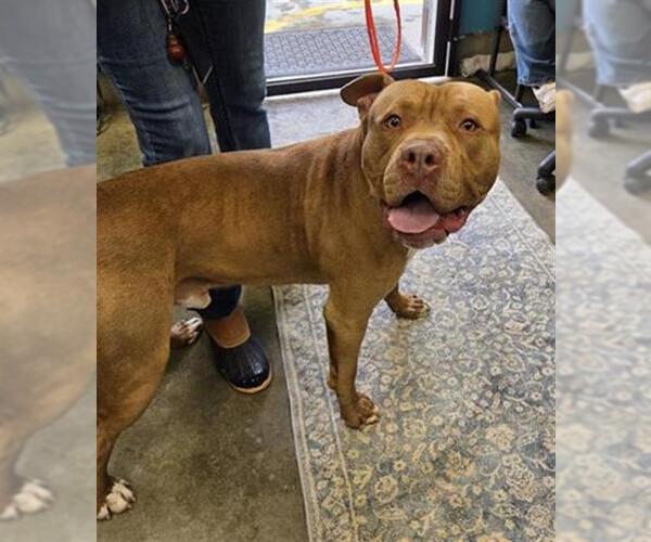 Medium Photo #1 Mutt Puppy For Sale in Camarillo, CA, USA