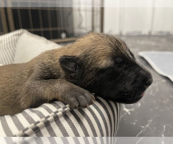 Medium Photo #252 Belgian Malinois Puppy For Sale in REESEVILLE, WI, USA