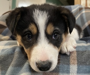 Border Collie Puppy for sale in KONAWA, OK, USA