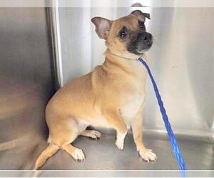 Chihuahua-Unknown Mix Dogs for adoption in Houston, TX, USA