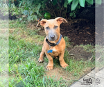 Small #3 Dachshund-Retriever  Mix