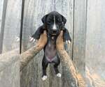 Small American Pit Bull Terrier-American Staffordshire Terrier Mix
