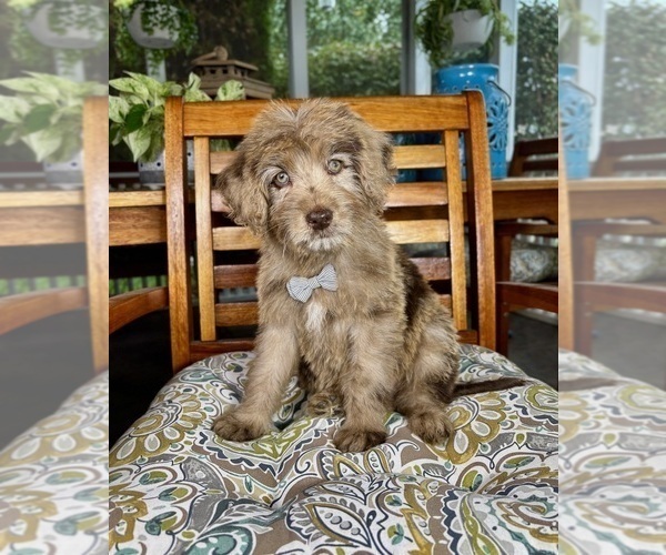 Medium Photo #1 Labradoodle Puppy For Sale in NOBLESVILLE, IN, USA