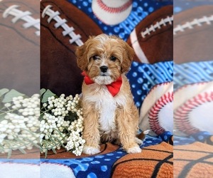 Cavapoo Puppy for sale in ATGLEN, PA, USA