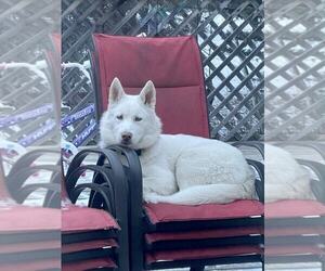 Mother of the Siberian Husky puppies born on 05/23/2025