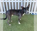 Small Staffordshire Bull Terrier Mix