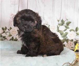 Zuchon Puppy for sale in PENNS CREEK, PA, USA
