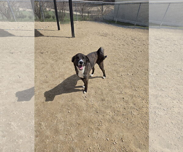 Medium Photo #1 Huskies -Plott Hound Mix Puppy For Sale in Maquoketa, IA, USA