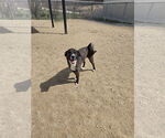 Small Huskies -Plott Hound Mix