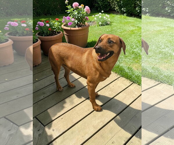 Medium Photo #14 Black Mouth Cur-Unknown Mix Puppy For Sale in McKinney, TX, USA