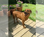 Small #13 Black Mouth Cur Mix