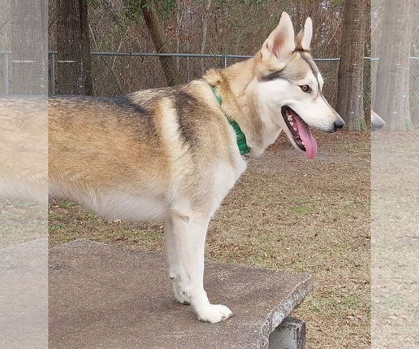 Medium Photo #10 Siberian Husky Puppy For Sale in Cumming, GA, USA