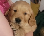 Small #17 Golden Retriever