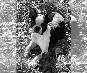 Mother of the Boston Terrier puppies born on 06/25/2022